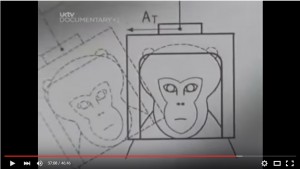 BBC Horizon monkey